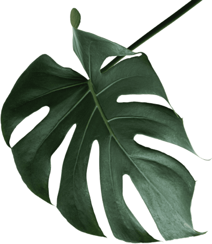 deko-pflanze2