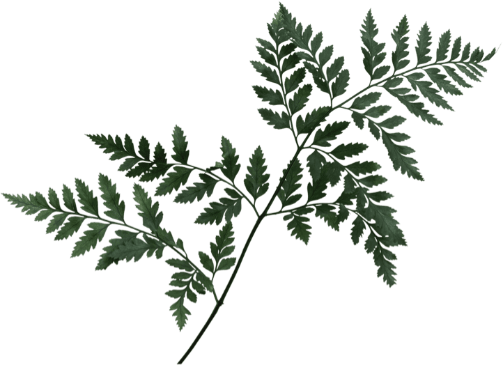 deko-pflanze